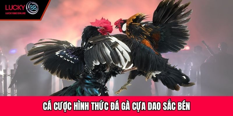 Cá cược hình thức đá gà cựa dao sắc bén